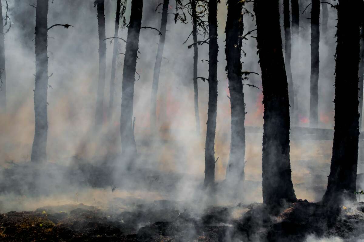 Em 2019, o Ceará registrou mais de 4 mil focos de calor (FOTO: Joanne Francis)