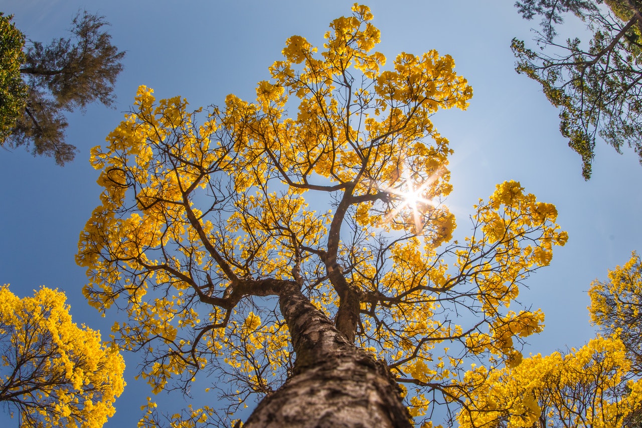 Florescer do ipê amarelo é comum na primavera (FOTO: Leo Caldas)