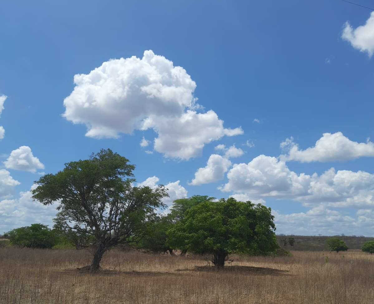 Céu variando de parcialmente nublado a sem nuvens em todas as macrorregiões do Ceará. (Foto: Felipe Lima)
